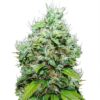 NYC Diesel Feminized Seeds